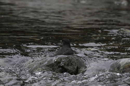 American Dipper