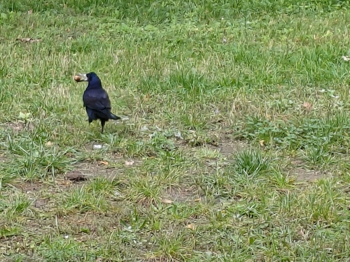 Rook