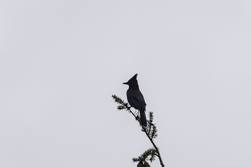 Steller's Jay