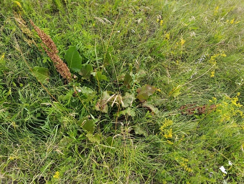 Rumex confertus, photograph 2