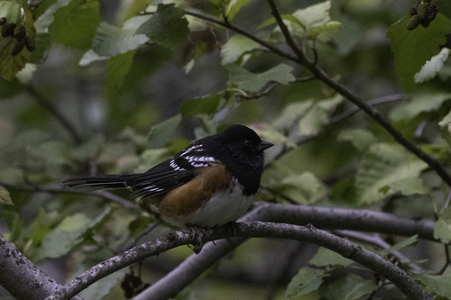 Spotted Towhee