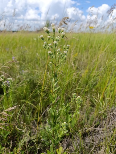 Erigeron acris, photograph 2
