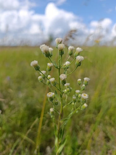 Erigeron acris, photograph 3