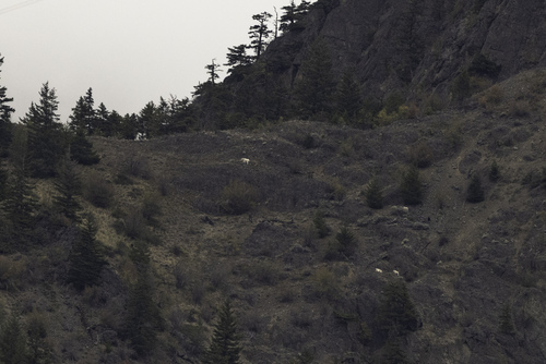 Mountain Goat