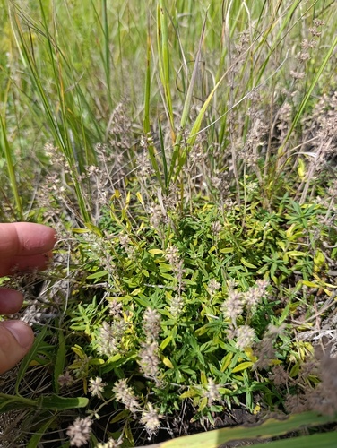 Thymus pannonicus
