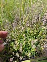 Thymus pannonicus