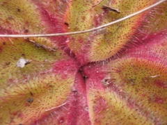 Drosera collina
