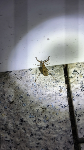 Sastrapada robustoides