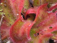 Drosera collina