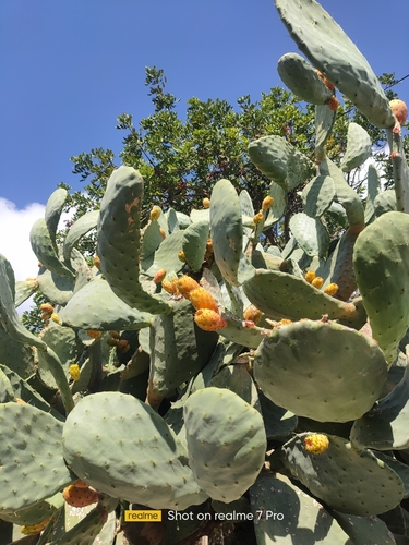 Indian fig opuntia