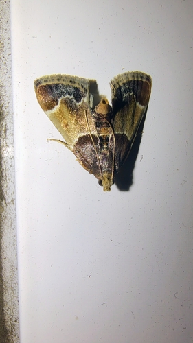 Meal moth