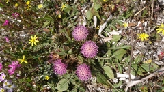 Centaurea raphanina
