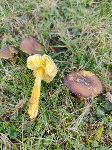Date Waxcap