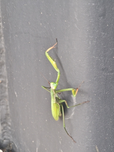 European Mantis