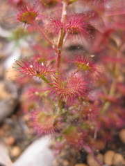 Drosera stolonifera
