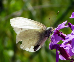 Pieris napi