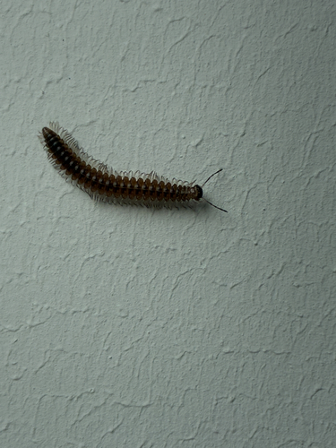 False Flat-Backed Millipede