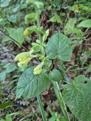 author not stated, no rights reserved Salvia glutinosa, photograph author not stated, no rights reserved