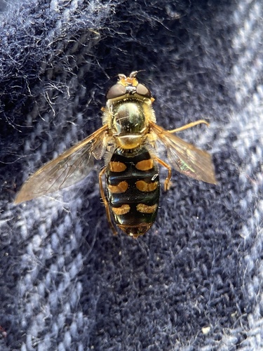 Black-tailed Aphideater