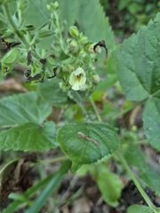 author not stated, no rights reserved Salvia glutinosa, photograph author not stated, no rights reserved