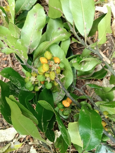 Hedycarya arborea, photograph 2