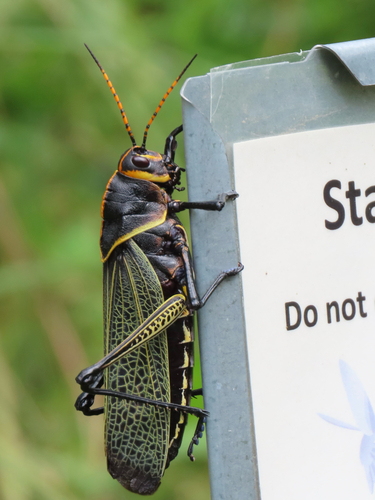 Horse Lubber Grasshopper