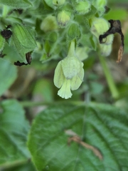 author not stated, no rights reserved Salvia glutinosa, photograph author not stated, no rights reserved