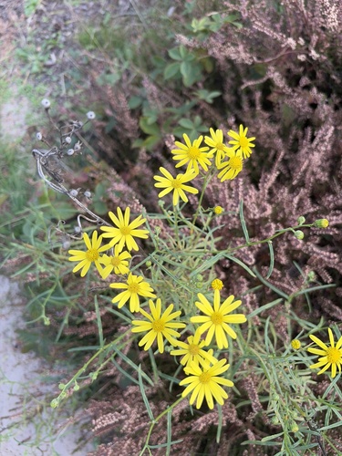 Narrow-leaved Ragwort
