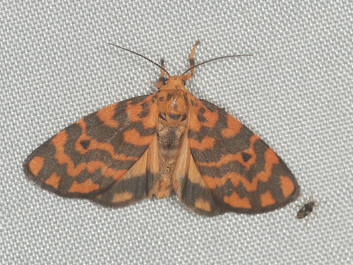 Footman moth