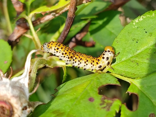 Rose Sawfly