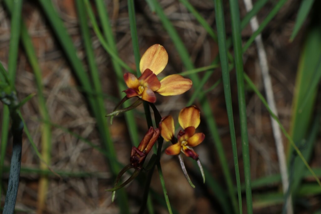 Diuris orientis; photograph (c) Greg Tasney, some rights reserved (CC BY-SA)