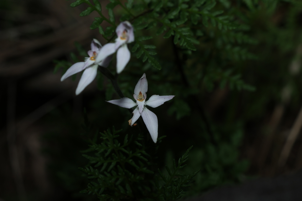 Caladenia latifolia; photograph (c) Greg Tasney, some rights reserved (CC BY-SA)