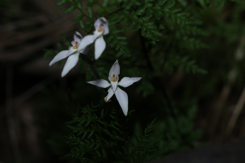 Caladenia latifolia