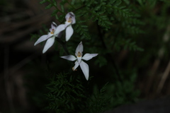 Caladenia latifolia