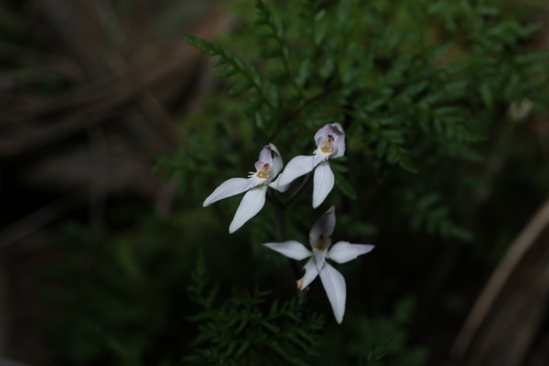 Caladenia latifolia, photograph 1
