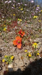 Papaver nigrotinctum