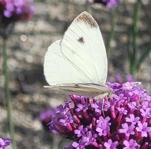 Small White