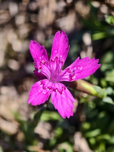Maiden Pink