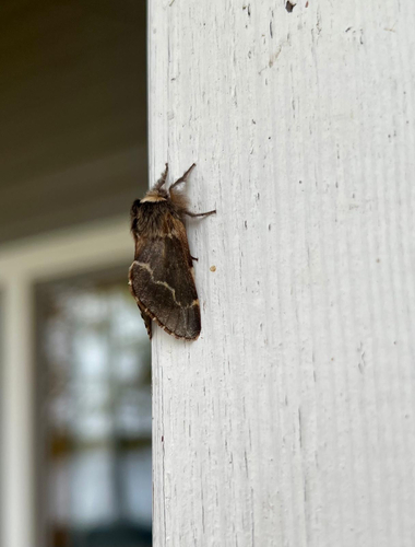 December Moth