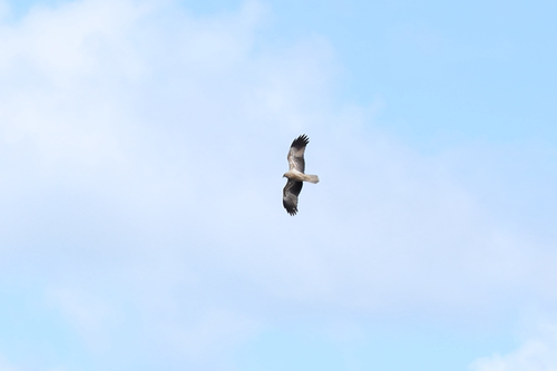 Whistling Kite
