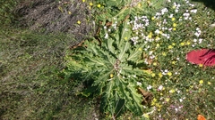 Mandragora autumnalis