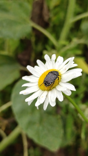 Mediterranean Spotted Chafer