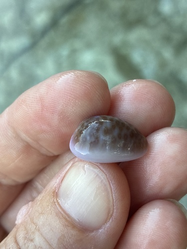 Cypraea poraria observed 2026-09-26