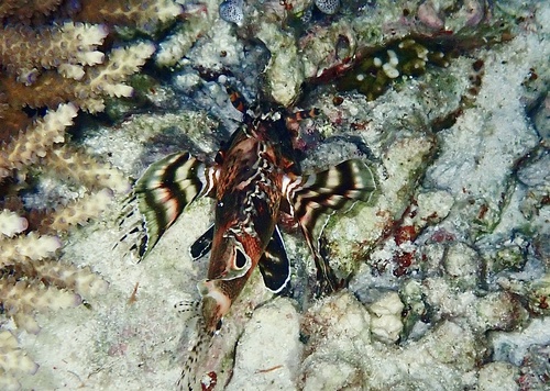 Dendrochirus biocellatus observed 2026-09-23