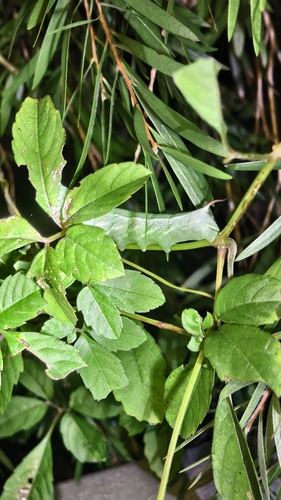 Theretra japonica