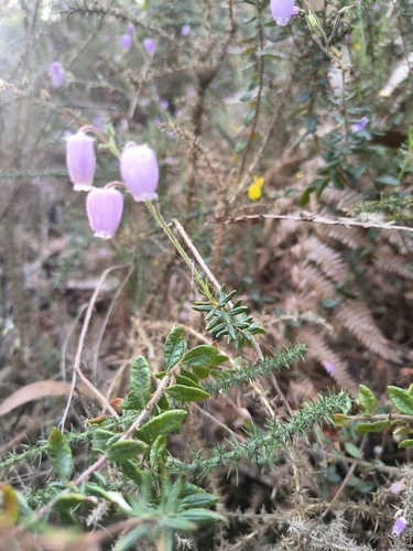 St. Dabeoc's heath