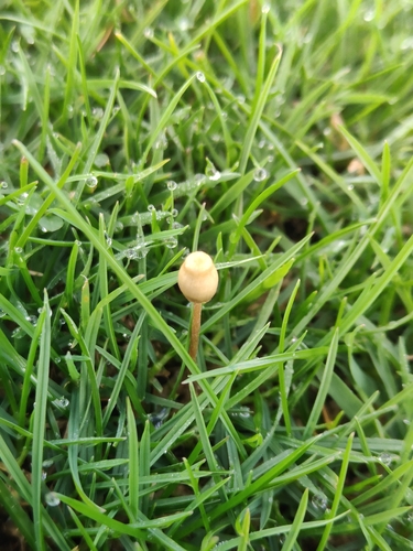 Liberty Cap