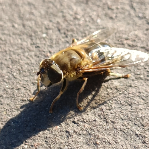 Tapered Drone Fly