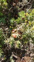 Juniperus macrocarpa