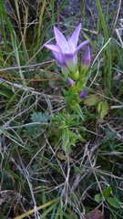 Gentianella austriaca